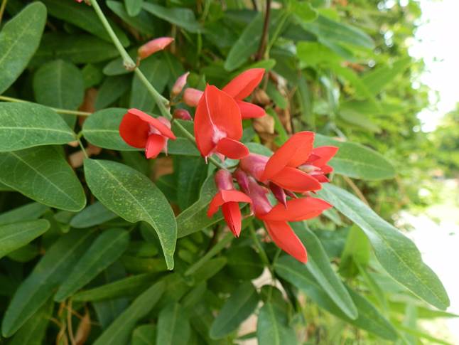 Descripción: https://1.bp.blogspot.com/-ObVSVcl_x_I/U6V88ljc1AI/AAAAAAAAAsM/39TPUfNxS-o/s1600/Fabaceae,+Camptosema+rubicundum,+M%C3%A1laga,+Parque+del+Oeste,+20-06-2014+(2).JPG